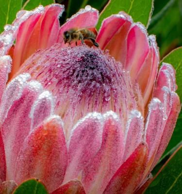 How To Grow And Care For Proteas In 5 Simple Steps | Scotts Australia